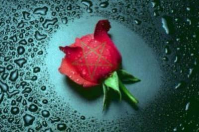 rose.