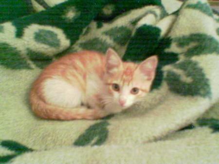 un beau chat.
